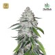 West Coast OG Auto · FastBuds