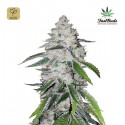 West Coast OG Auto