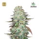 G14 Auto · FastBuds