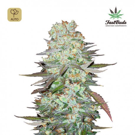 G14 Auto · FastBuds