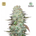 G14 Auto