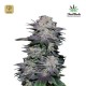 Blackberry Auto · FastBuds