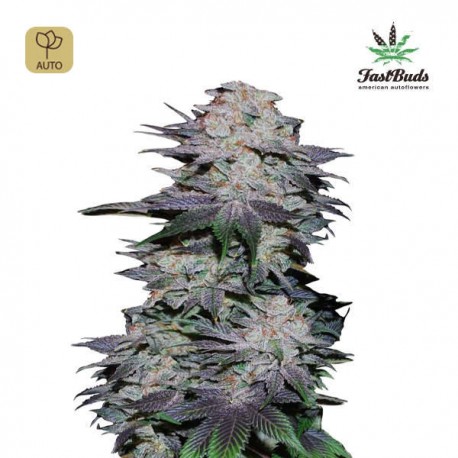 Blackberry Auto · FastBuds