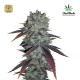 Fastberry Auto · FastBuds