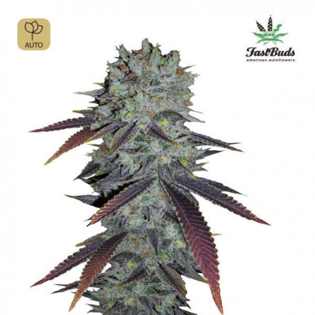 Fastberry Auto · FastBuds