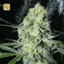SexBud