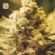 Lemon Kush · Female Seeds
