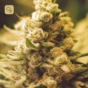 Lemon Kush