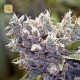 BubbleGummer · Female Seeds