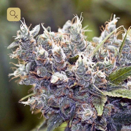 BubbleGummer · Female Seeds