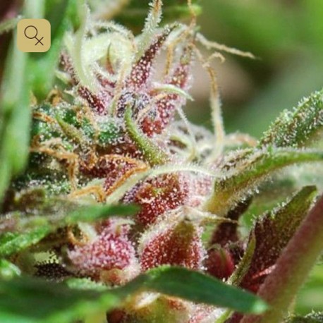 Red Purps · Female Seeds