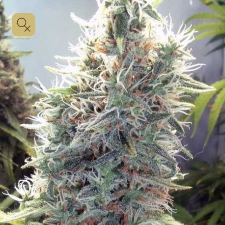 C99 · Female Seeds