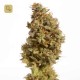 Atomic Jukebox · Mr. Natural Seeds