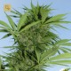Easy Sativa · Female Seeds