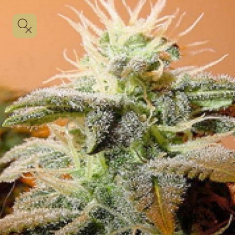 Indoor Mix · Female Seeds