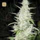 Maroc · Female Seeds