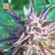 Purple Maroc · Female Seeds