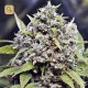 Pure AK · Female Seeds