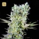 Northern Lights X · Genehtik