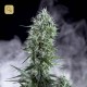 Og Lemon Bilbo · Genehtik