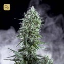OG Lemon Bilbo