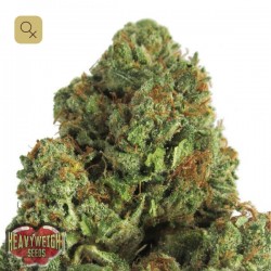 Midnight Mass · Heavyweight Seeds