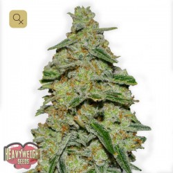 Lemon Cheesecake · Heavyweight Seeds