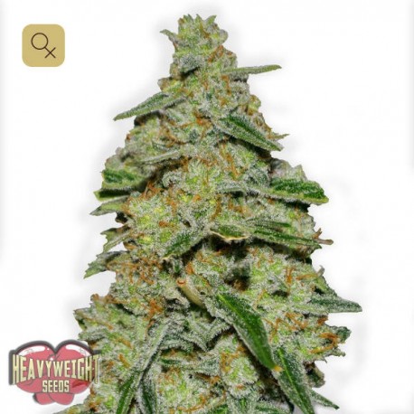 Lemon Cheesecake · Heavyweight Seeds
