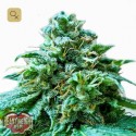 Superb OG