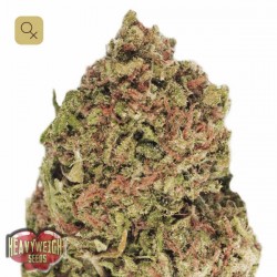 Dream Machine · Heavyweight Seeds
