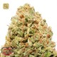 Strawberry Cake · Heavyweight Seeds