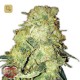 Goldmine · Heavyweight Seeds