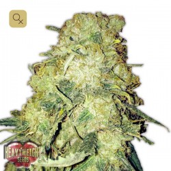 Goldmine · Heavyweight Seeds