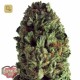 Budzilla · Heavyweight Seeds