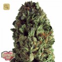 Budzilla