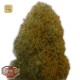 Champions · Heavyweight Seeds