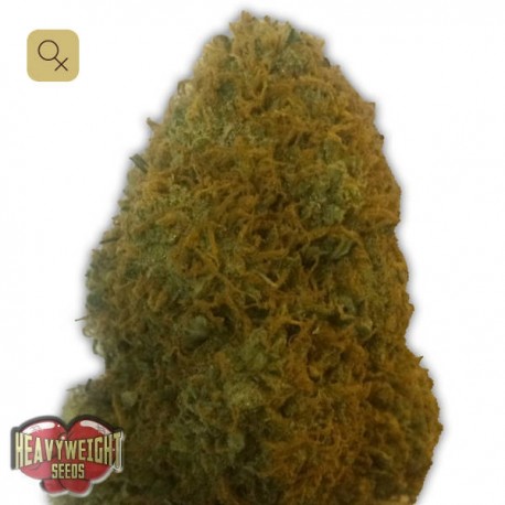 Champions · Heavyweight Seeds