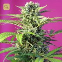 Chem Beyond Diesel CBD