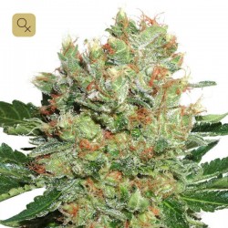 Brainstorm · Dutch Passion
