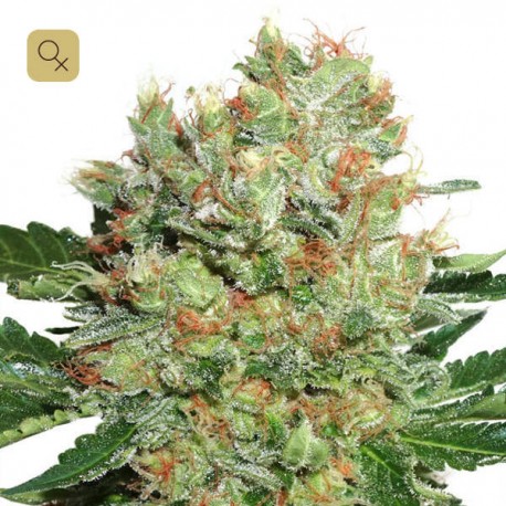 Brainstorm · Dutch Passion