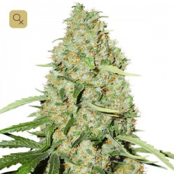 Think Fast · Dutch Passion