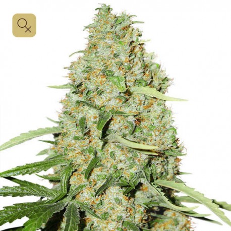 Think Fast · Dutch Passion