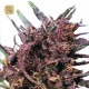Purple 1 · Dutch Passion