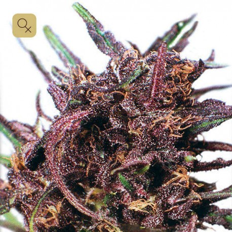 Purple 1 · Dutch Passion
