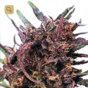Purple 1