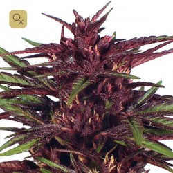Twilight · Dutch Passion