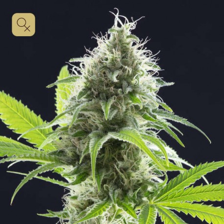 Kama Kush CBD · Kannabia
