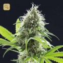 Kama Kush CBD