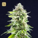 Cookies Haze
