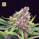 Purple Kush · Kannabia